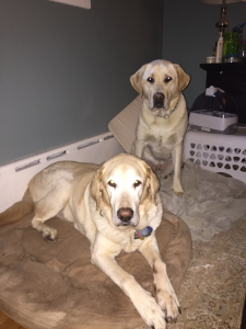 Two Yellow Labs