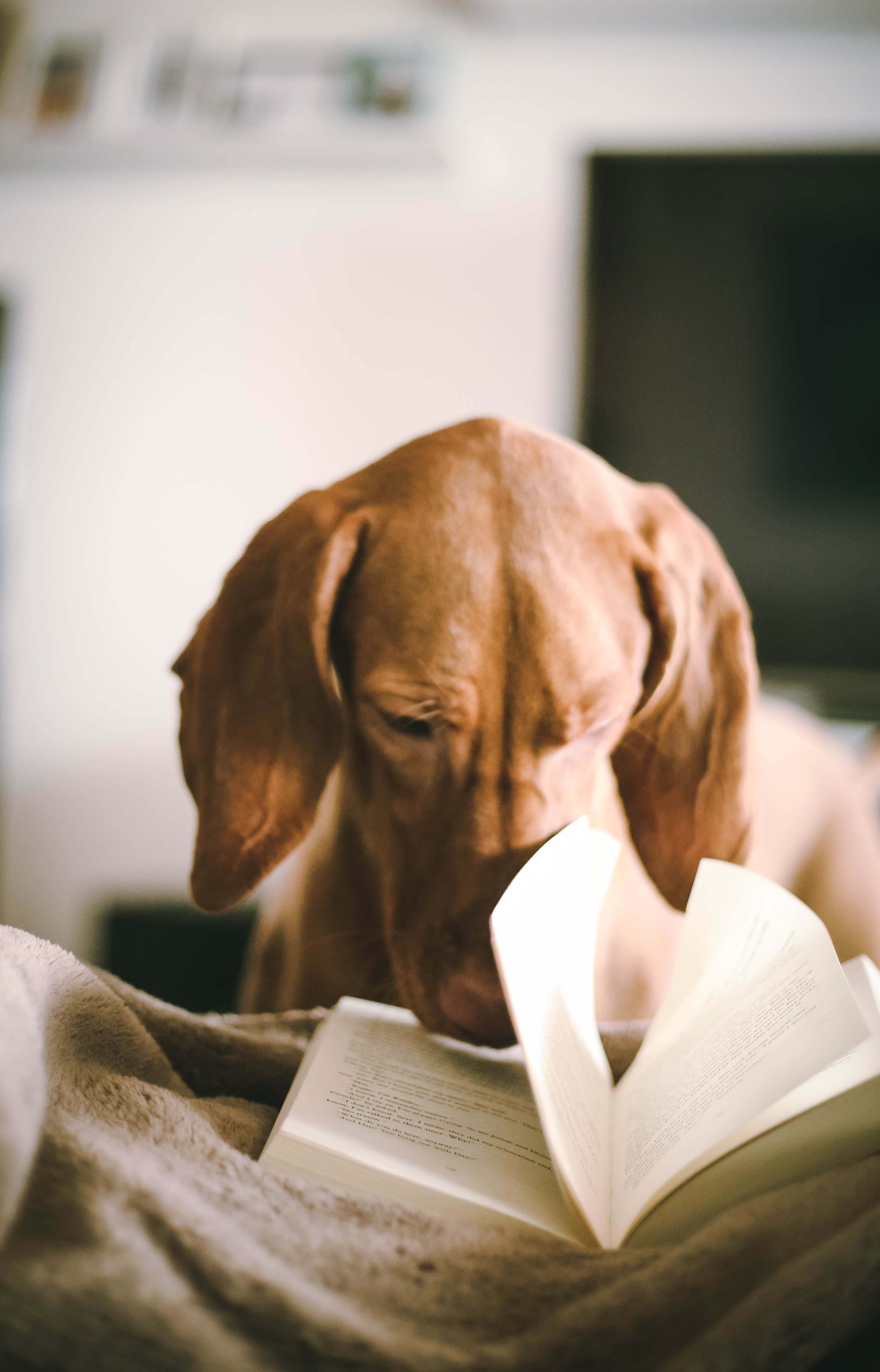 A book is laying open on a blanket and a dog with reddish/orange fur and long ears, has its nose in the book.